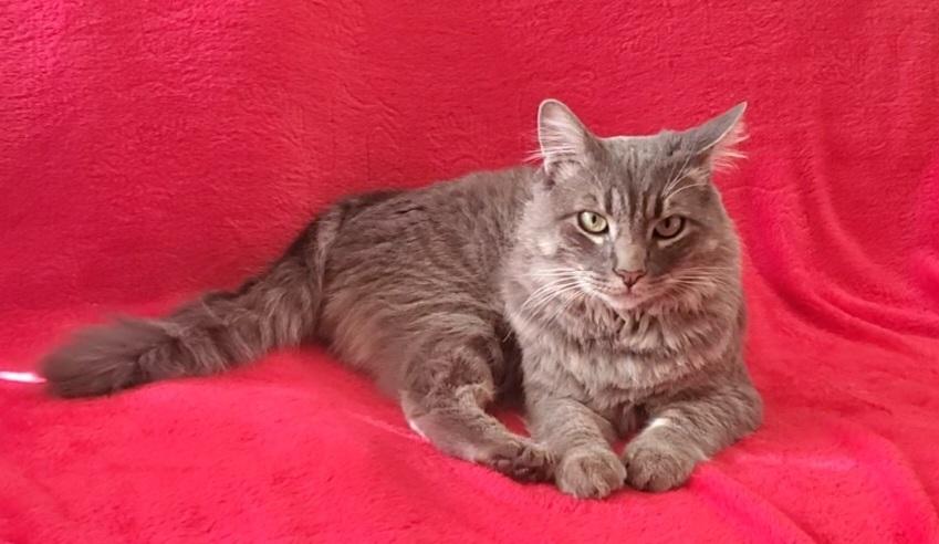 Enlarge Griffin, a Adopted mixed breed in Stockton, CA image 5/6