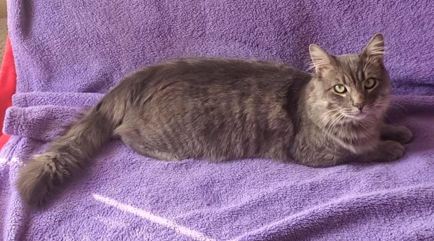 Enlarge Griffin, a Adopted mixed breed in Stockton, CA image 6/6