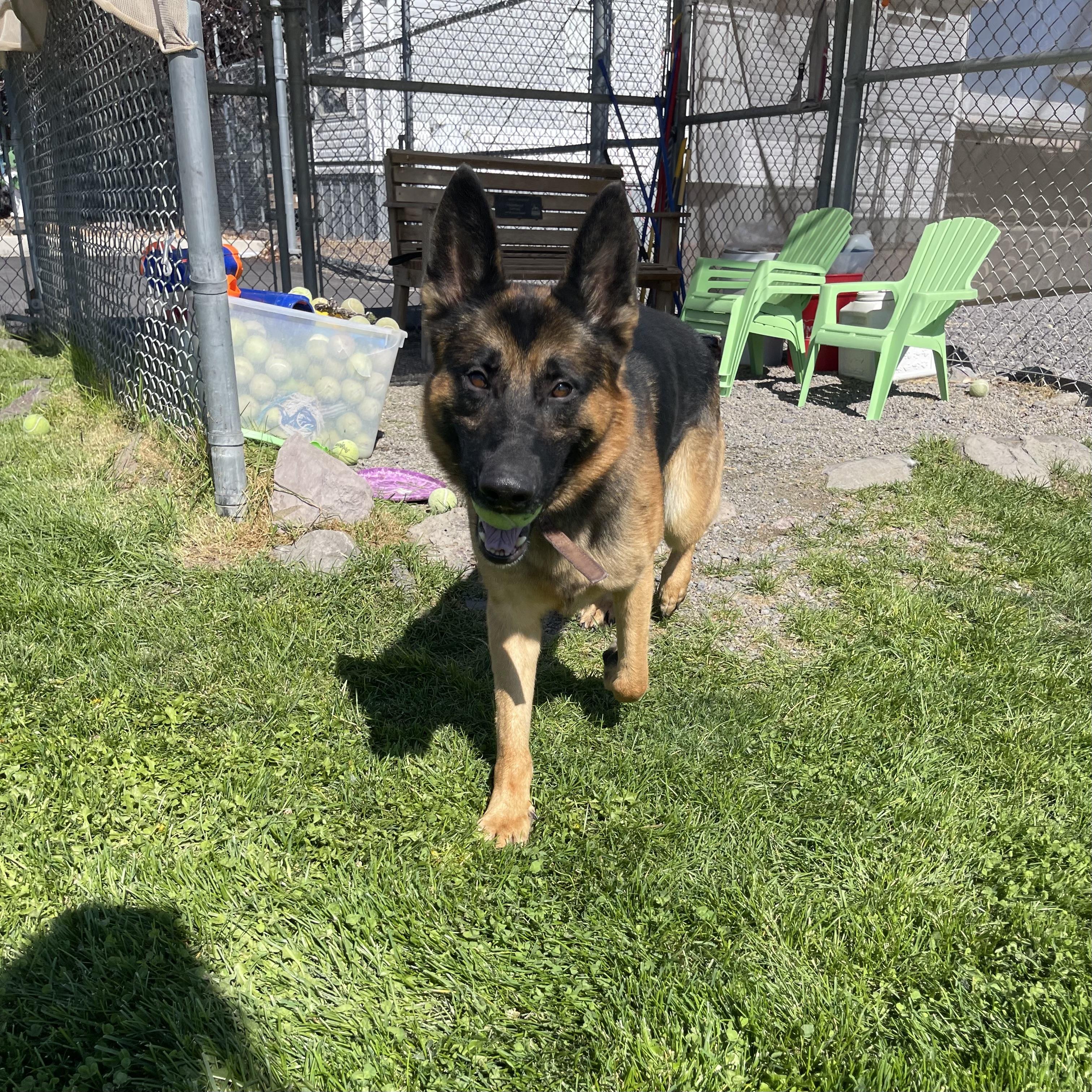 Berry, a Adoptable German Shepherd Dog in Prineville, OR image 5/6