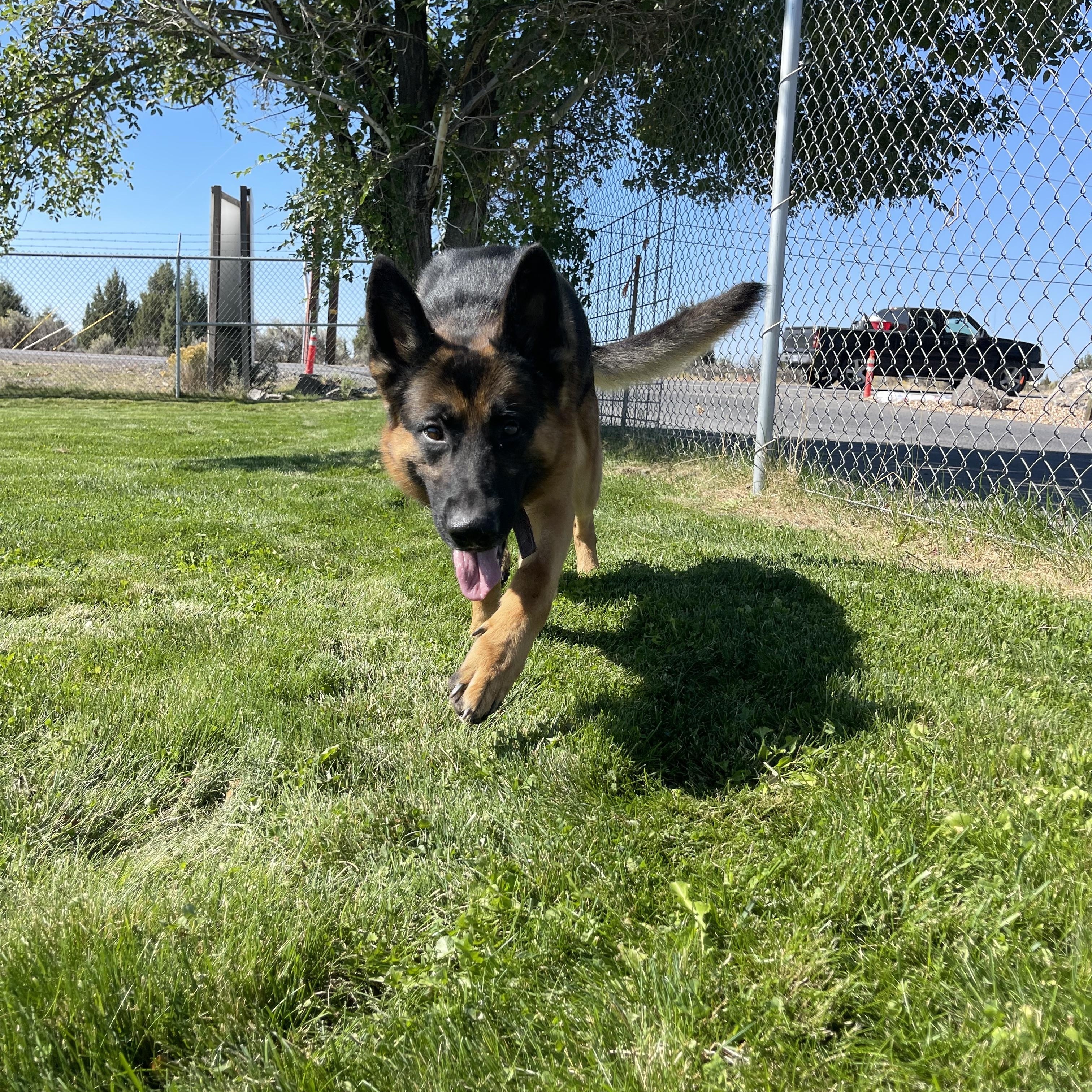Berry, a Adoptable German Shepherd Dog in Prineville, OR image 6/6