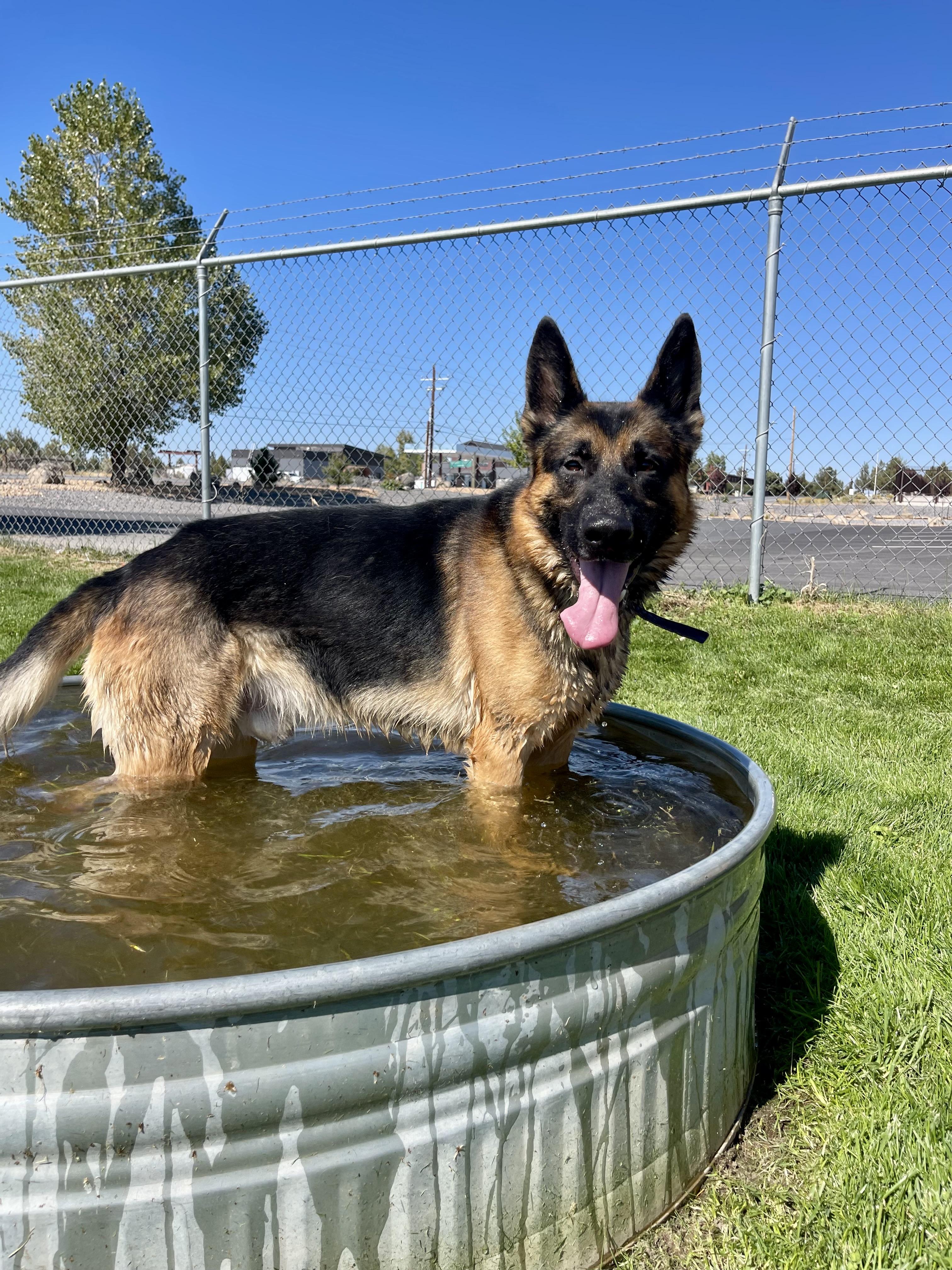 Berry, a Adoptable German Shepherd Dog in Prineville, OR image 3/6