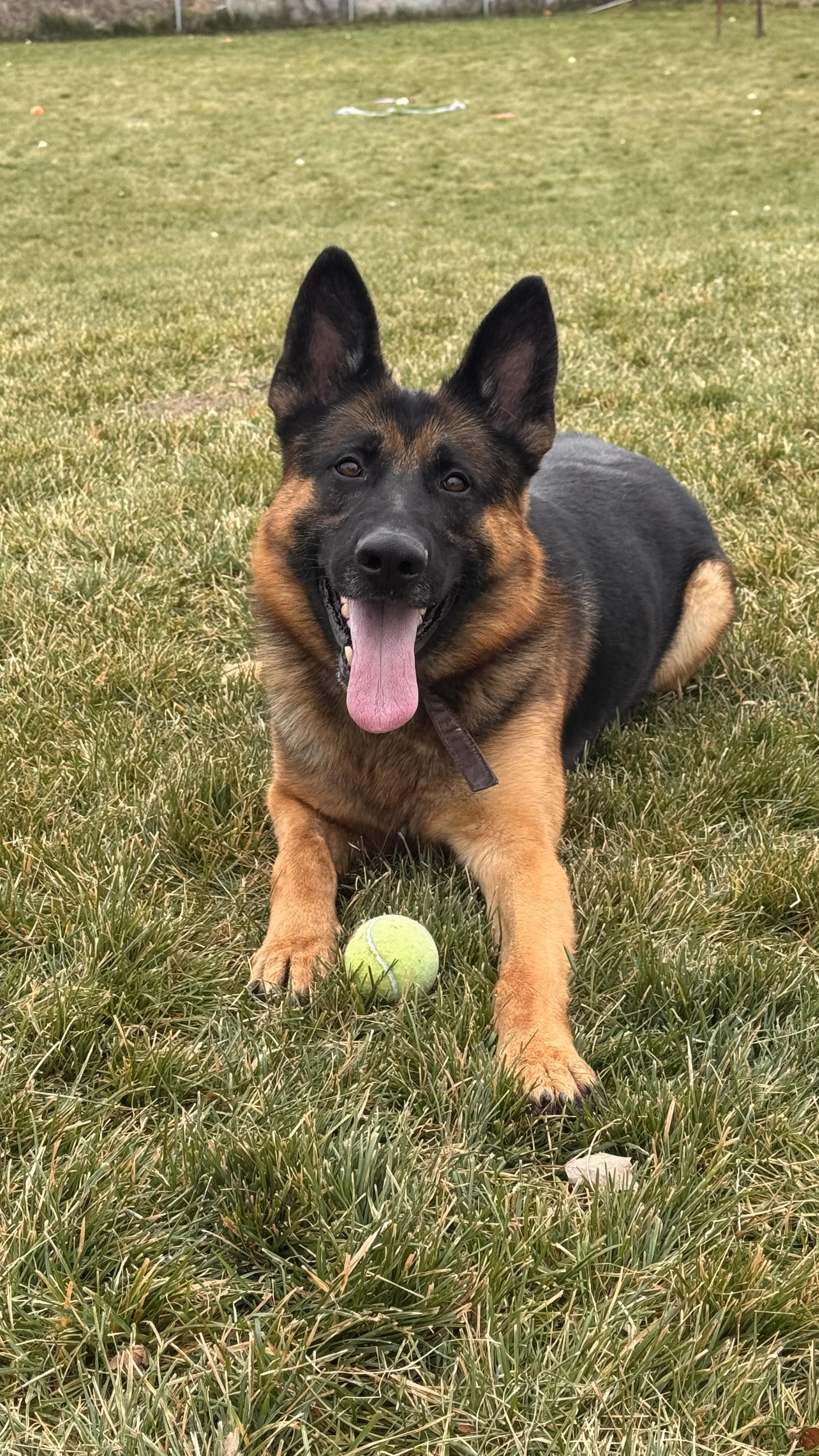 Berry, Adoptable, Adult Male German Shepherd Dog.