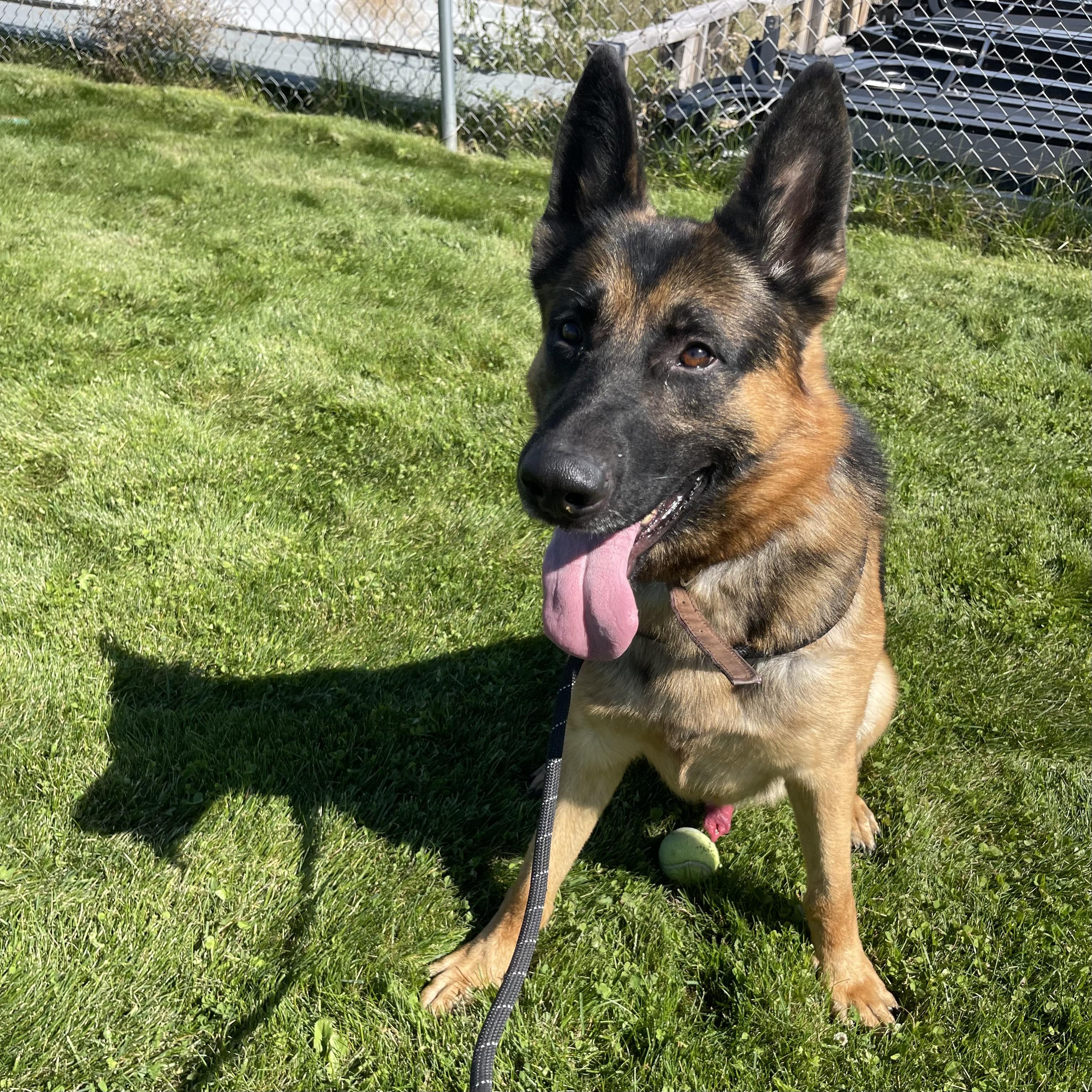 Berry, an adoptable German Shepherd Dog in Prineville, OR, 97754 | Photo Image 1