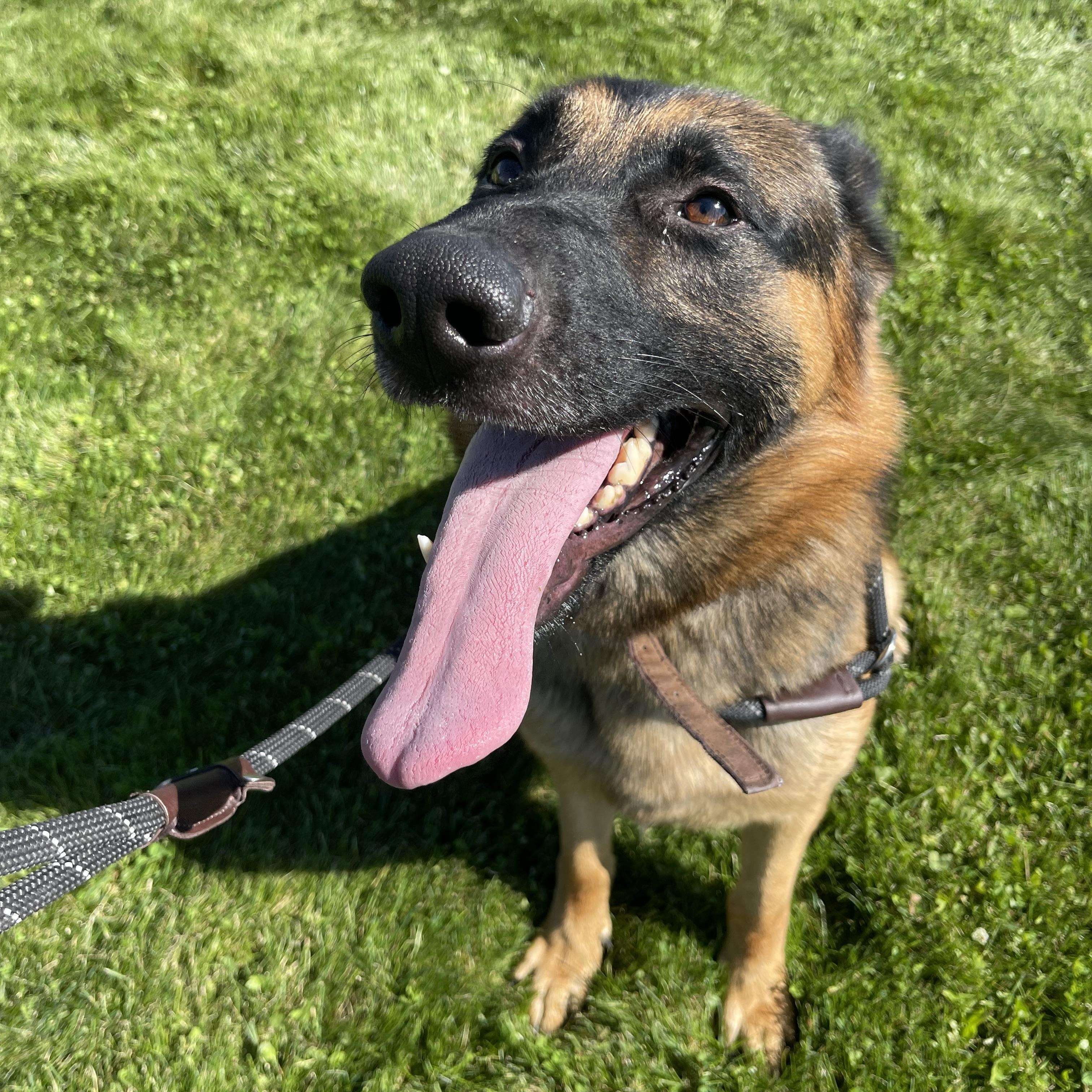 Berry, a Adoptable German Shepherd Dog in Prineville, OR image 4/6