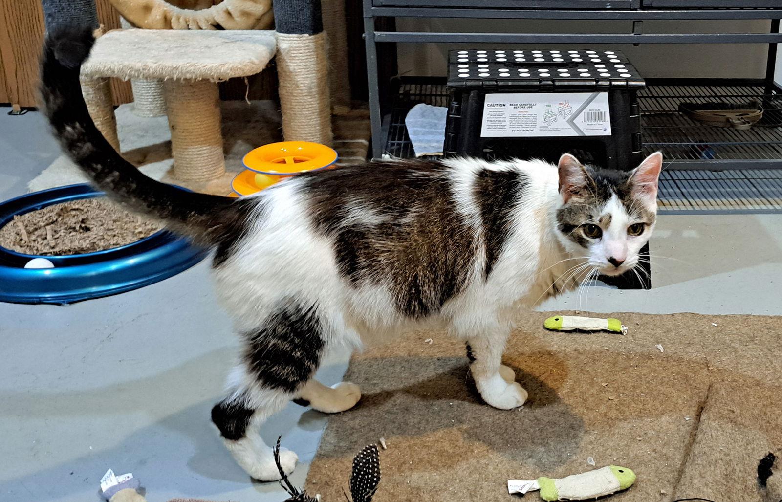 Enlarge Bane, a Adoptable Domestic Short Hair in Amelia, OH image 1/3