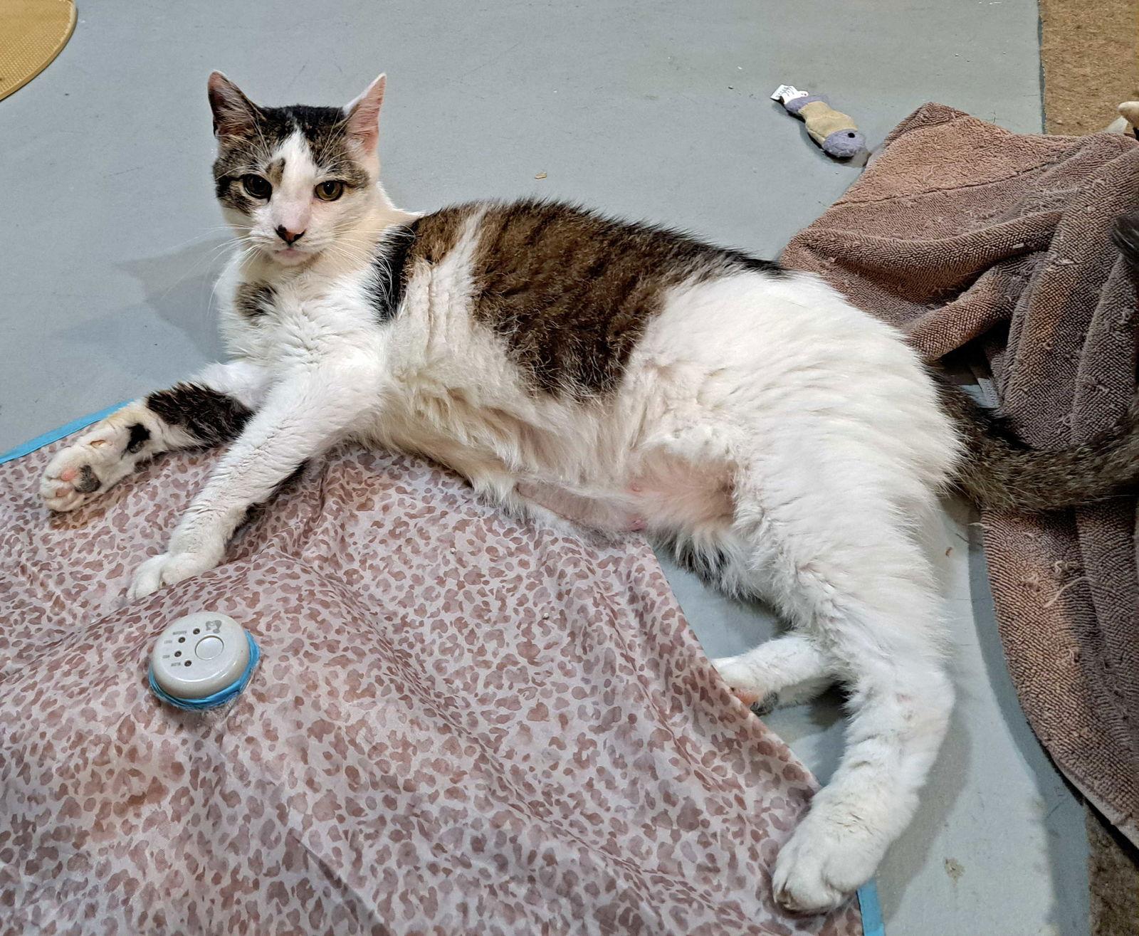 Enlarge Bane, a Adoptable Domestic Short Hair in Amelia, OH image 2/3