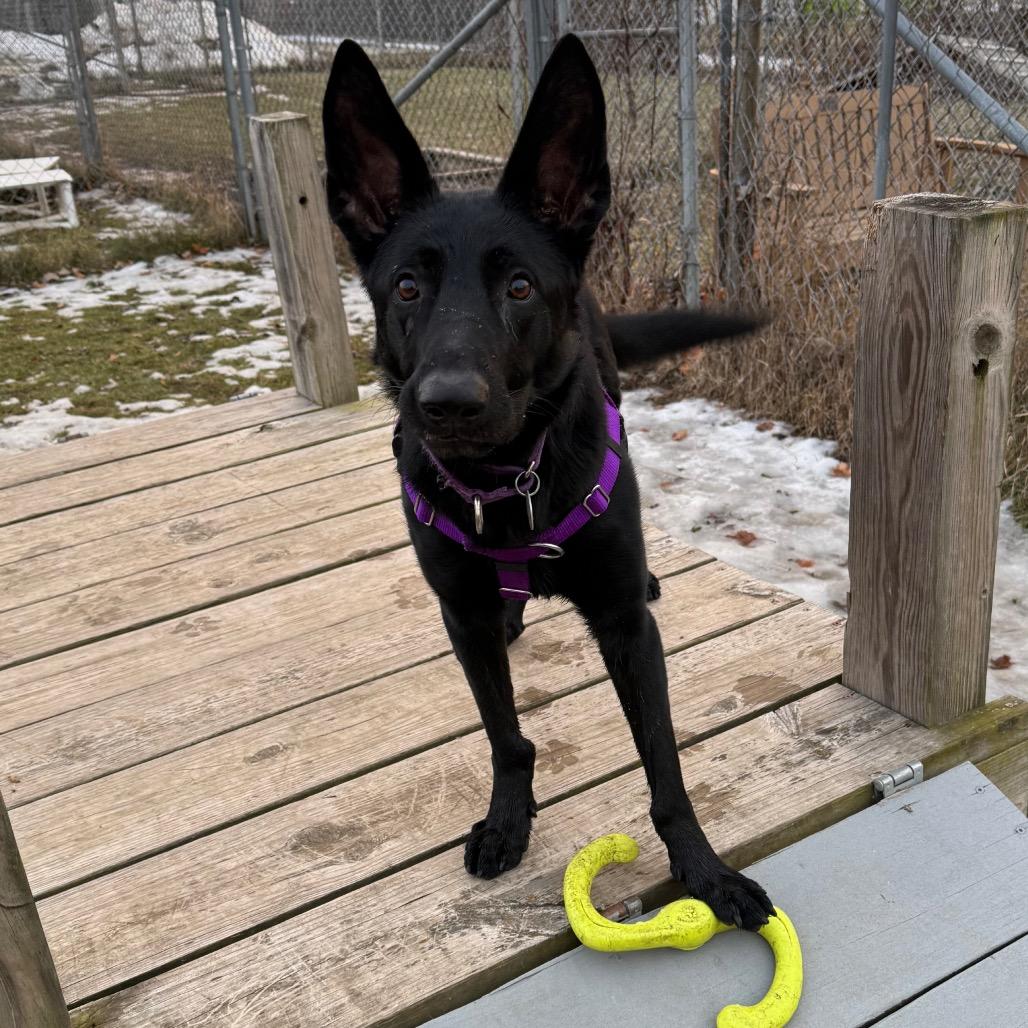 Gardenia, Adoptable, Young Female German Shepherd Dog.