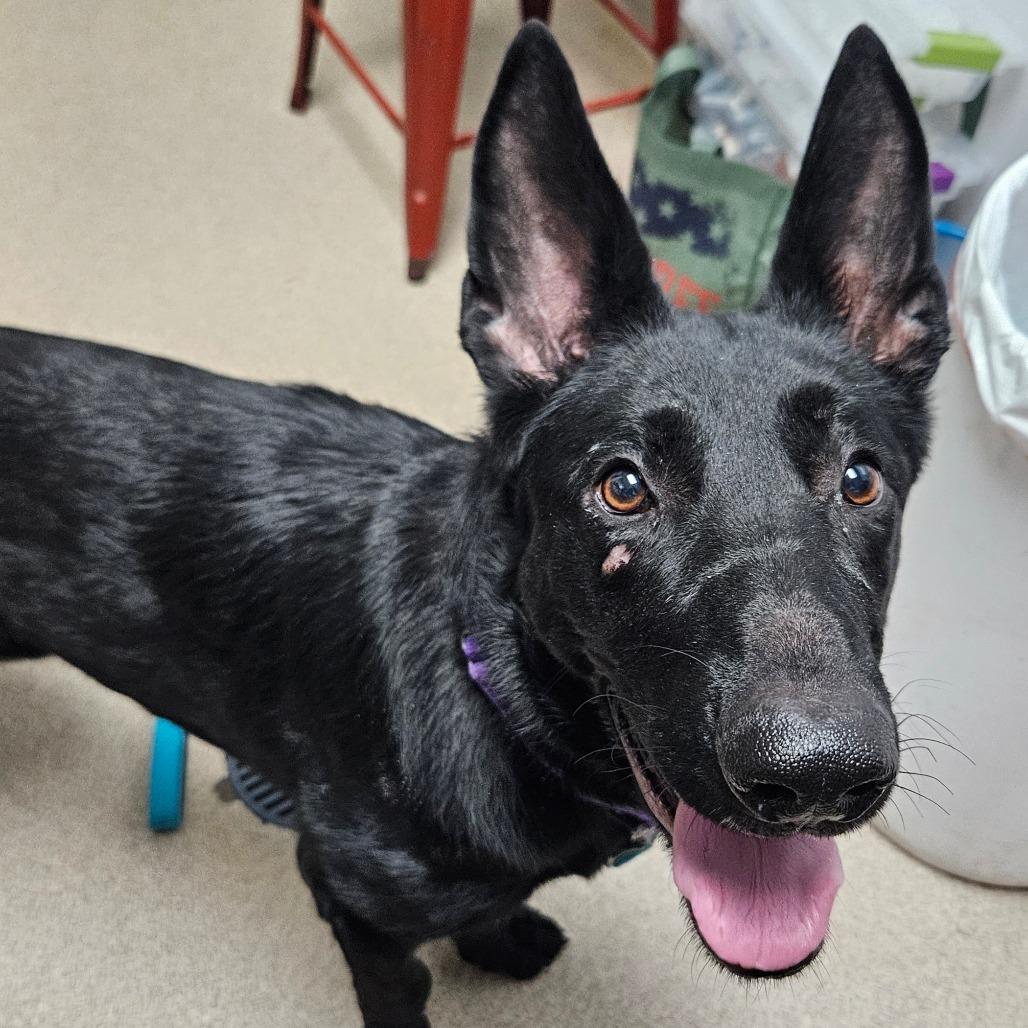 Enlarge Gardenia, a Adoptable German Shepherd Dog in Brookfield, WI image 1/5