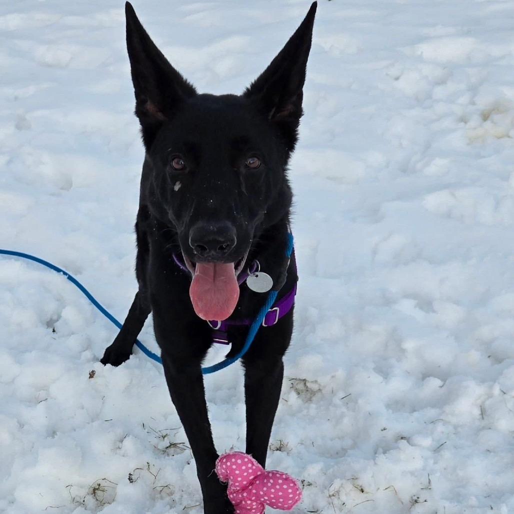 Enlarge Gardenia, a Adoptable German Shepherd Dog in Brookfield, WI image 2/5