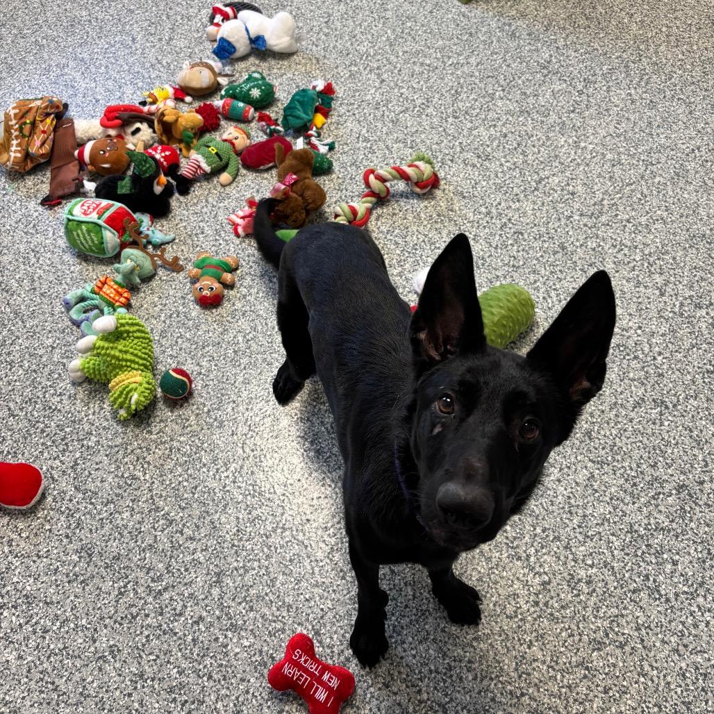 Enlarge Gardenia, a Adoptable German Shepherd Dog in Brookfield, WI image 3/5