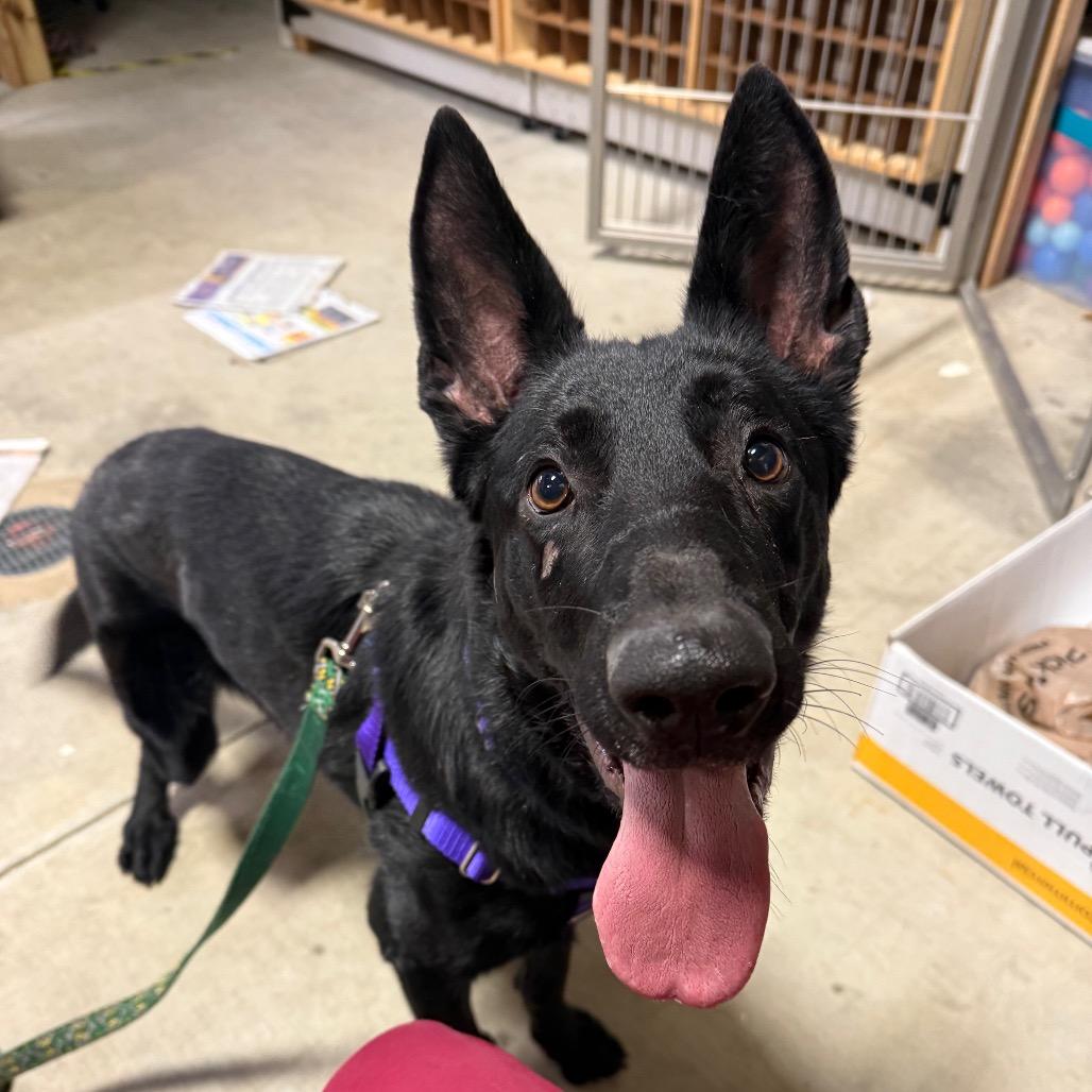 Enlarge Gardenia, a Adoptable German Shepherd Dog in Brookfield, WI image 4/5