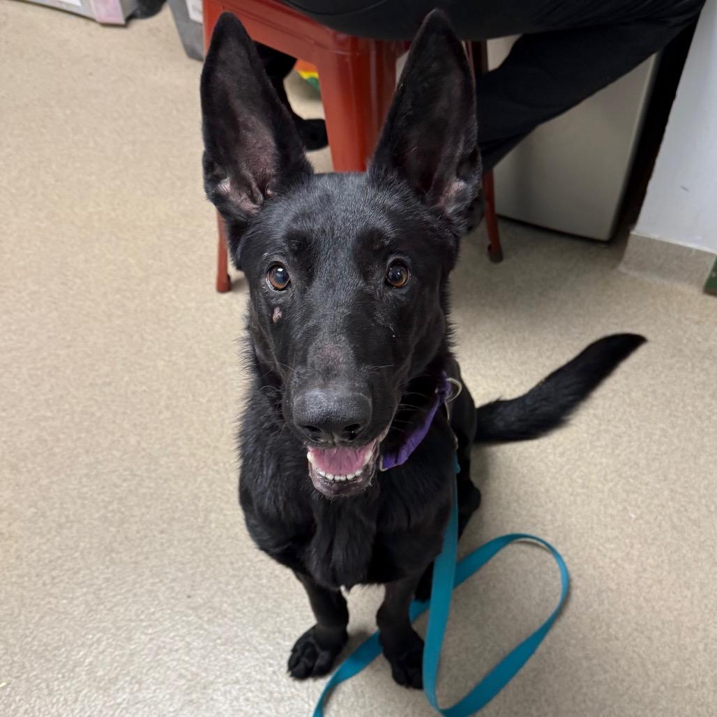 Enlarge Gardenia, a Adoptable German Shepherd Dog in Brookfield, WI image 5/5