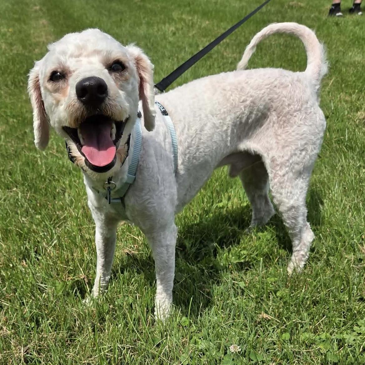 Enlarge Oliver, an adopted mixed breed in St Catharines, ON image 2/5