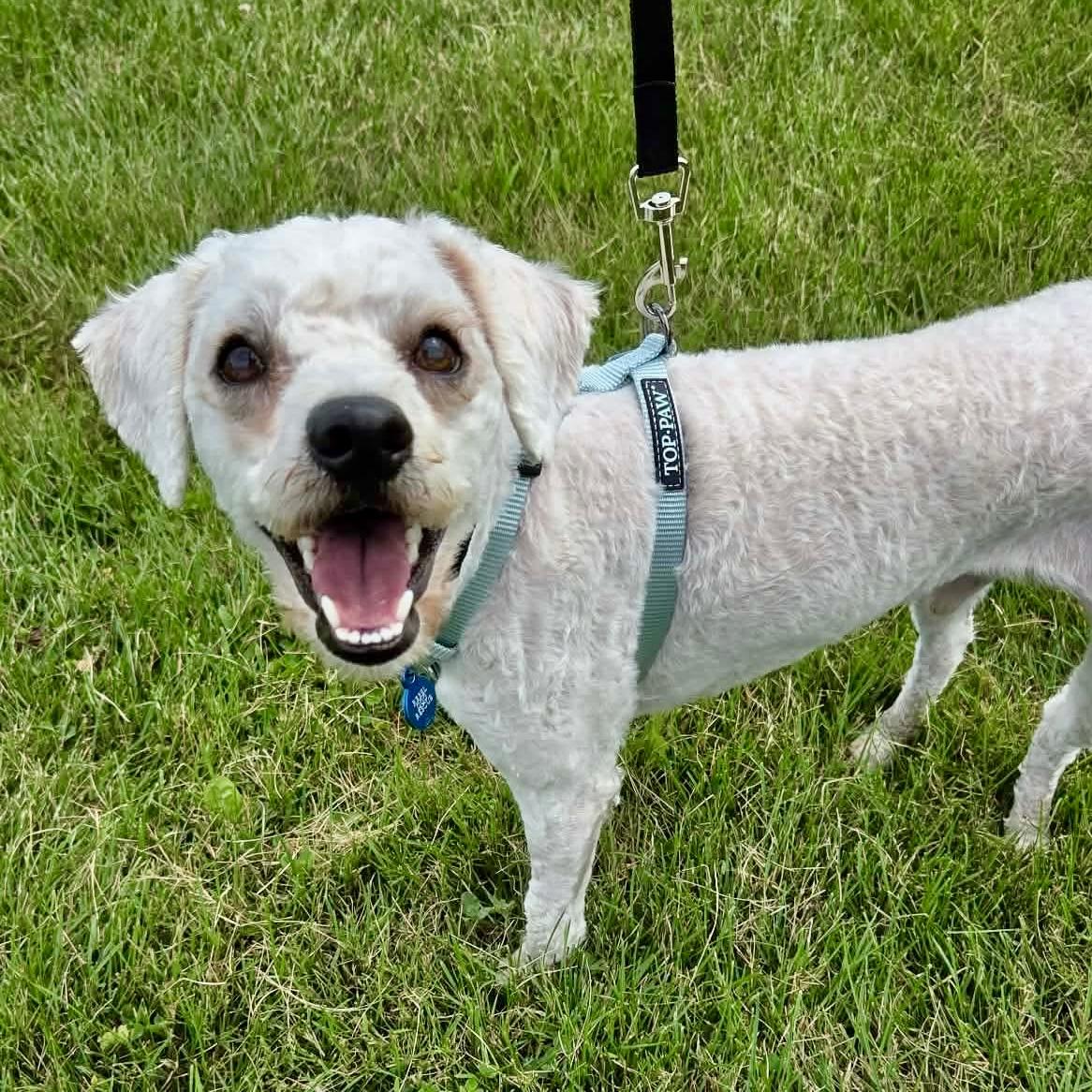 Enlarge Oliver, an adopted mixed breed in St Catharines, ON image 1/5