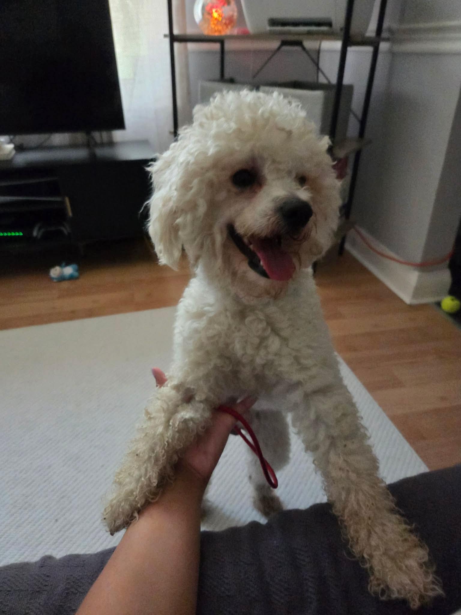 Enlarge Oliver, an adopted mixed breed in St Catharines, ON image 5/5