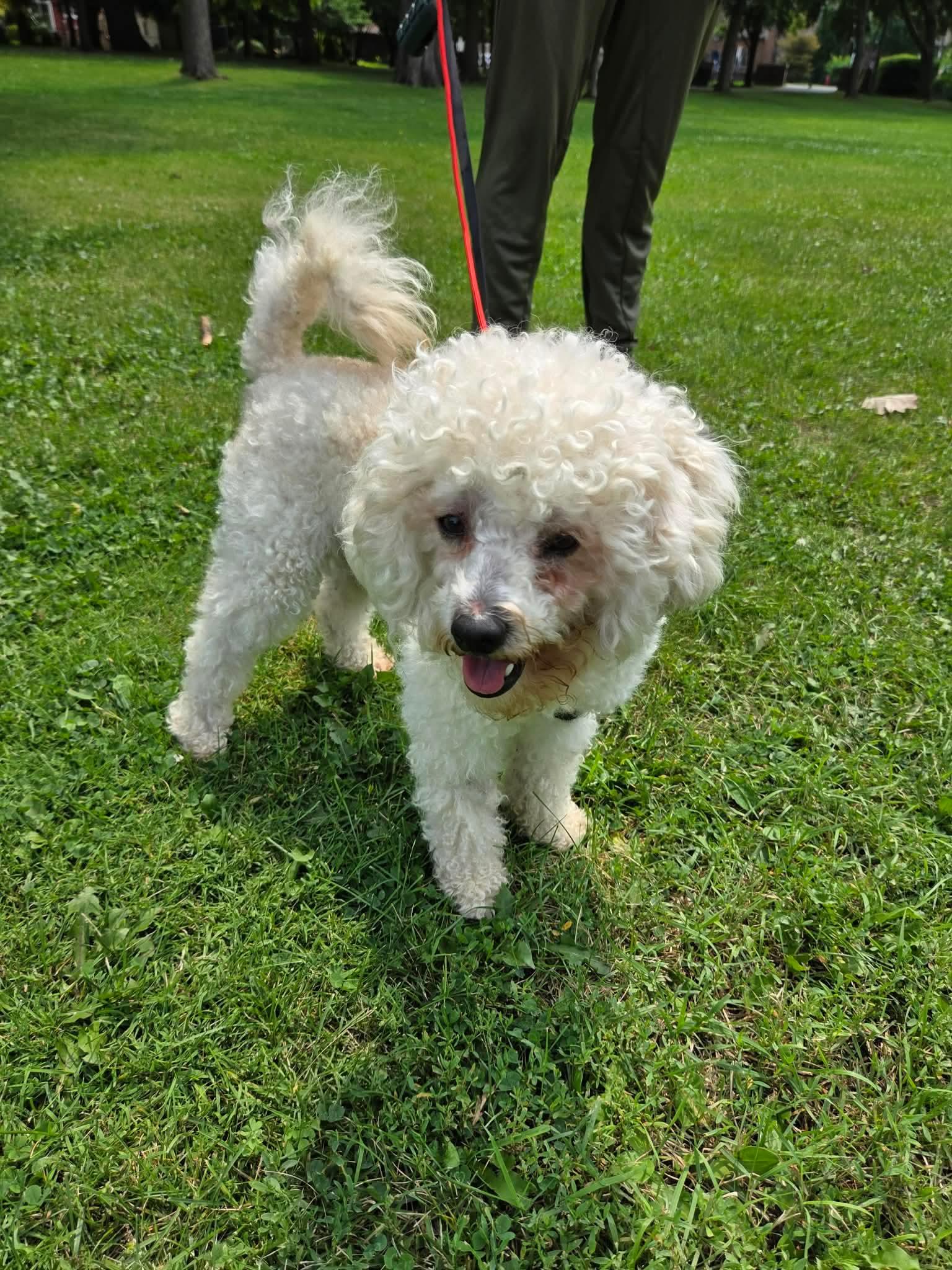 Enlarge Oliver, an adopted mixed breed in St Catharines, ON image 3/5