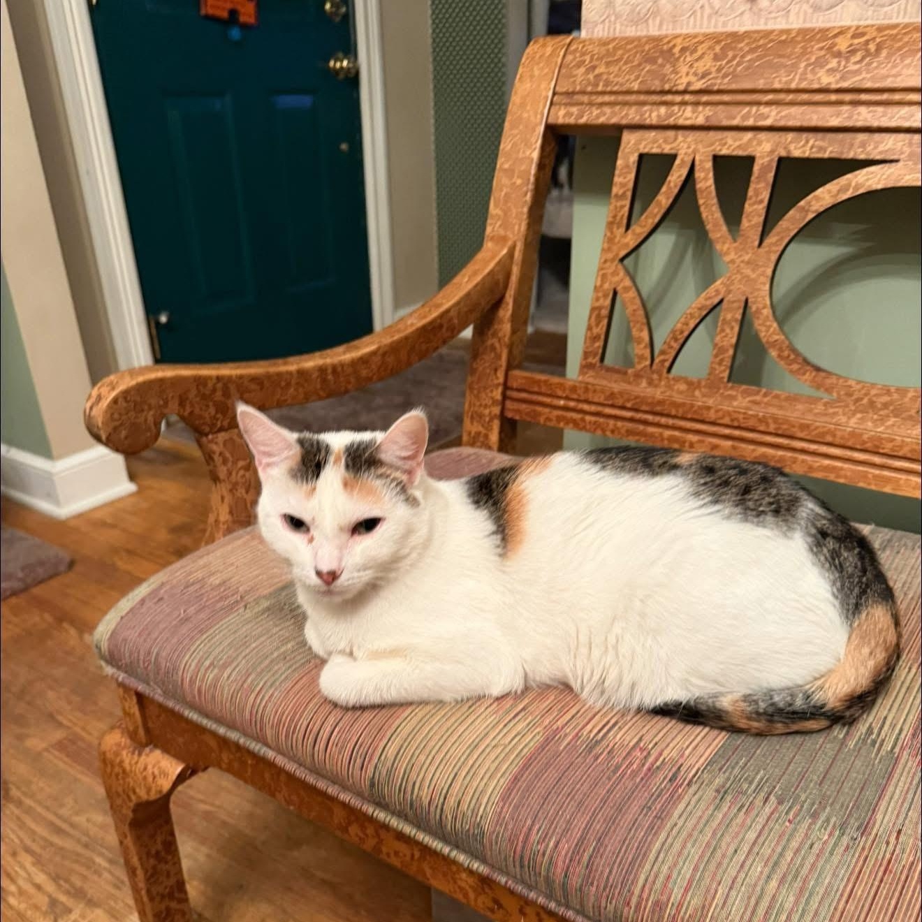 Autumn, Adoptable, Senior Female Torbie & Calico.