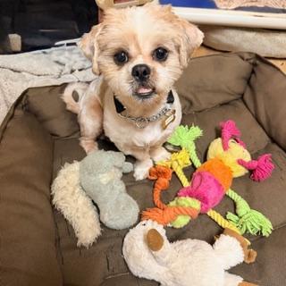 Enlarge OLIVER, a ADOPTABLE Shih Tzu in Santa Monica, CA image 1/3