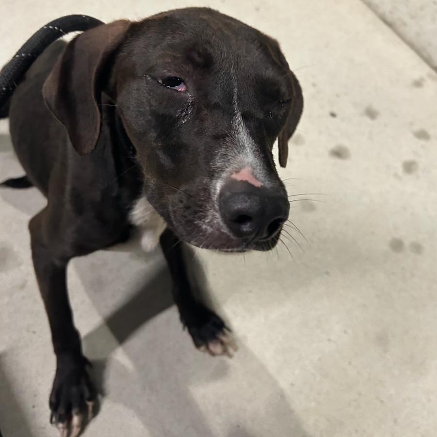 Lisa, Adoptable, Young Female Pit Bull Terrier & Mixed Breed.
