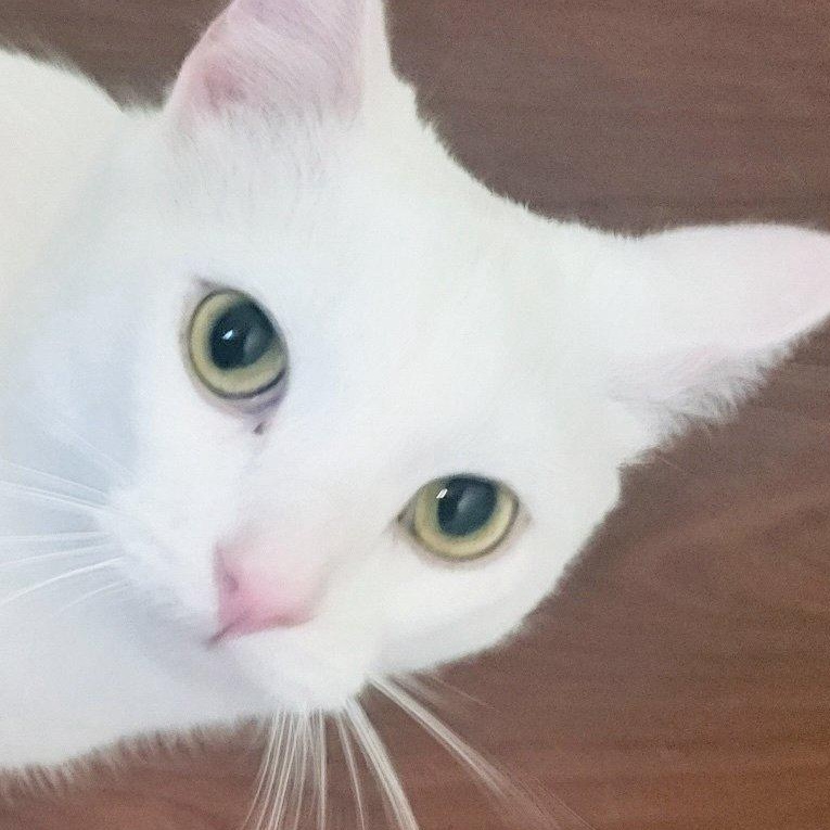 Benny, adoptable, Young Male Domestic Short Hair.