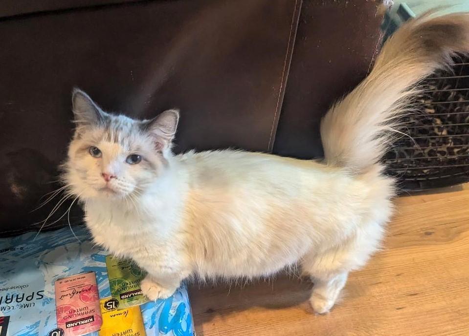 Gladys  Lynx Point thumbnail 2