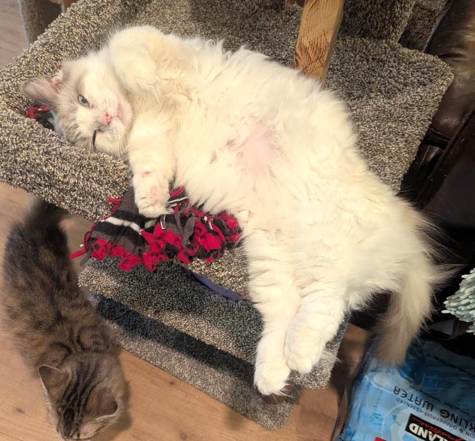 Gladys  Lynx Point thumbnail 3