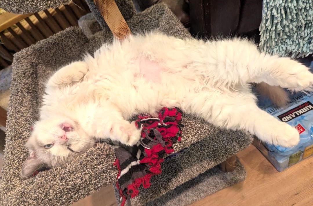 Gladys  Lynx Point thumbnail 4