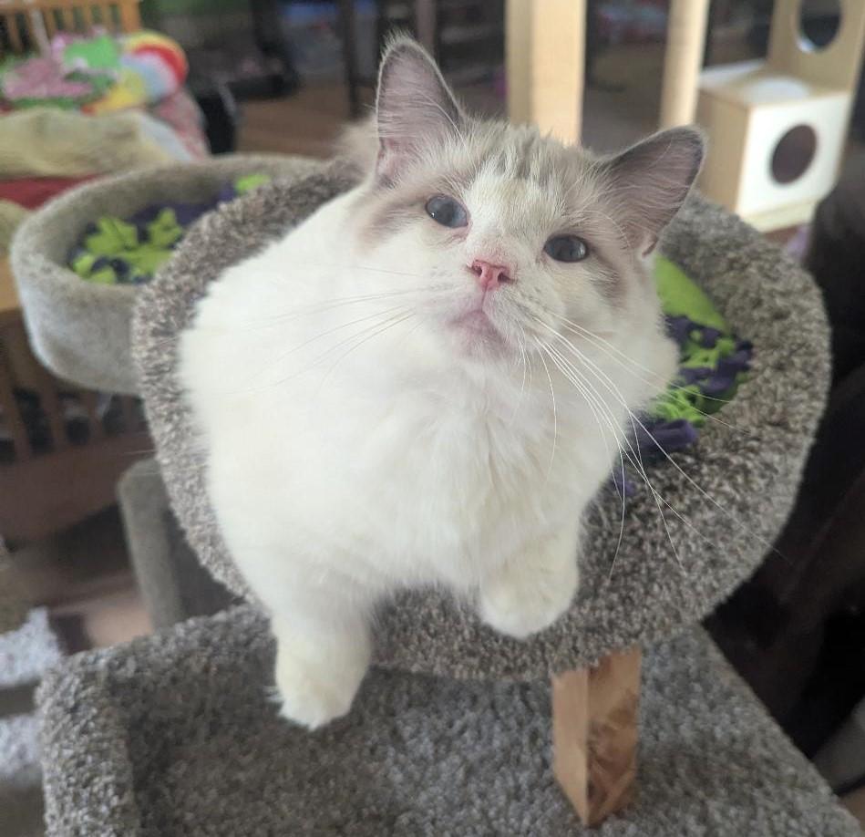 Gladys  Lynx Point thumbnail 5