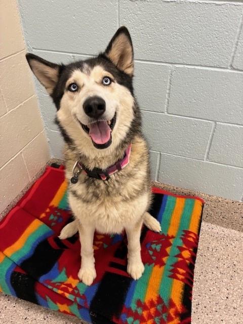 Enlarge LUMI, a Adoptable Siberian Husky in Brighton, CO image 1/1