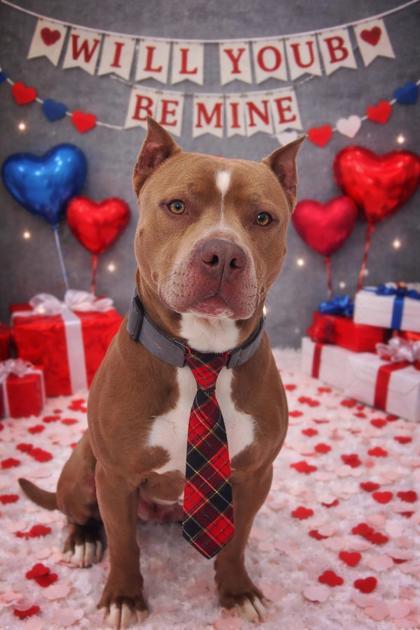 Romeo, Adoptable, Adult Male Pit Bull Terrier & Mixed Breed.