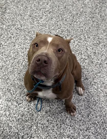 Enlarge Romeo, a Adoptable mixed breed in Vincennes, IN image 2/2