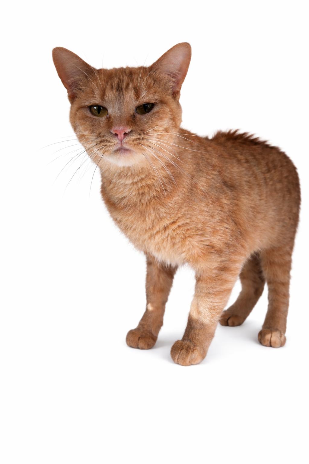 Enlarge Marmalade, an adopted Domestic Short Hair in Rock Springs, WY image 1/1