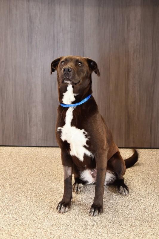 Tiramisu, Adoptable, Young Female Chocolate Labrador Retriever & Mixed Breed.