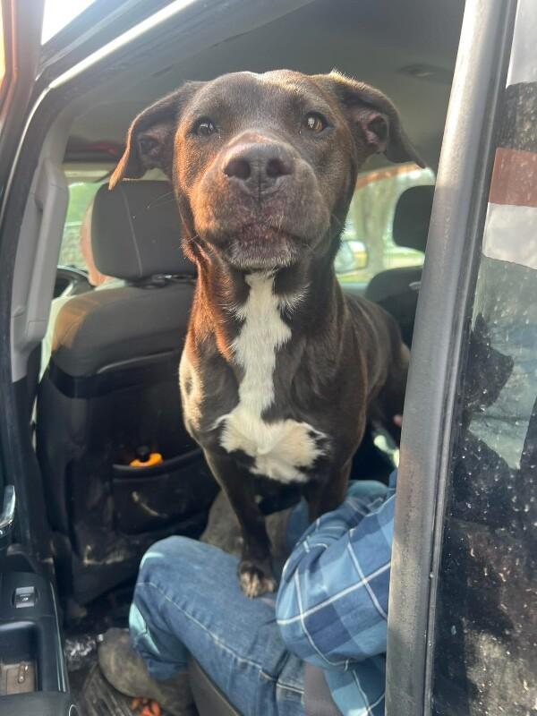 Enlarge Tiramisu, a Adoptable mixed breed in Georgetown, OH image 1/1