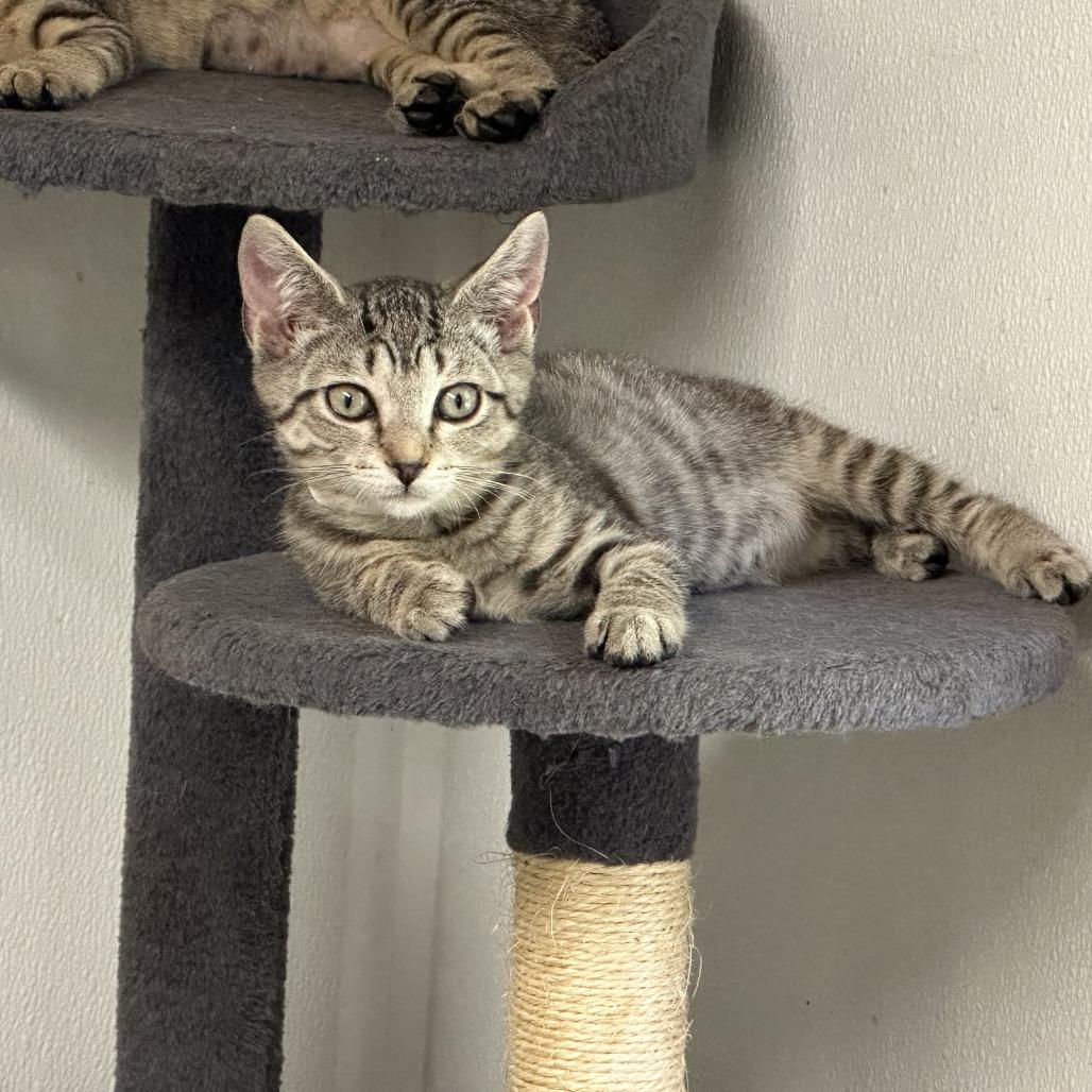 Enlarge Calvin, a Adoptable Domestic Short Hair in Opelika, AL image 1/1