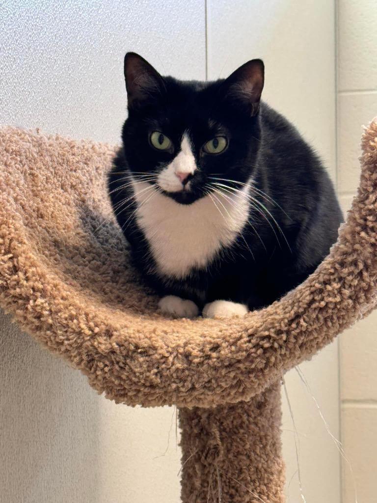 Katie, Adoptable, Adult Female Domestic Short Hair.