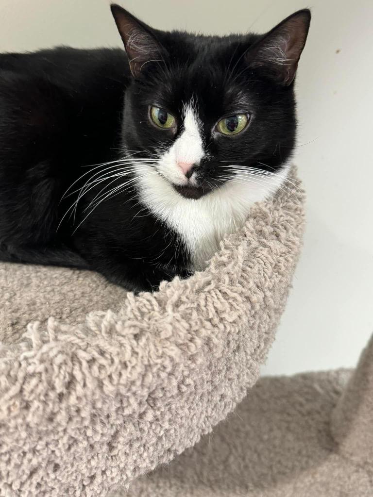 Katie, Adoptable, Adult Female Domestic Short Hair.