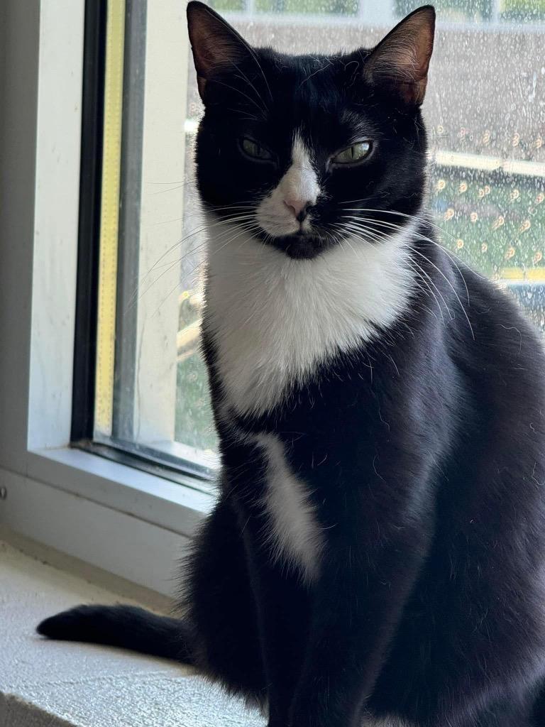 Katie, a Adoptable mixed breed in Dalton, GA image 2/6