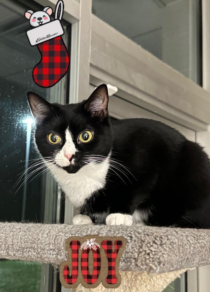 Enlarge Katie, a Adoptable mixed breed in Dalton, GA image 4/6