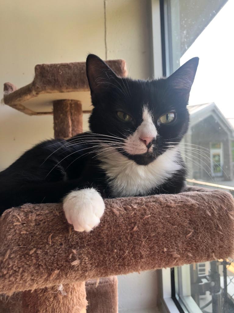 Katie, a Adoptable mixed breed in Dalton, GA image 6/6