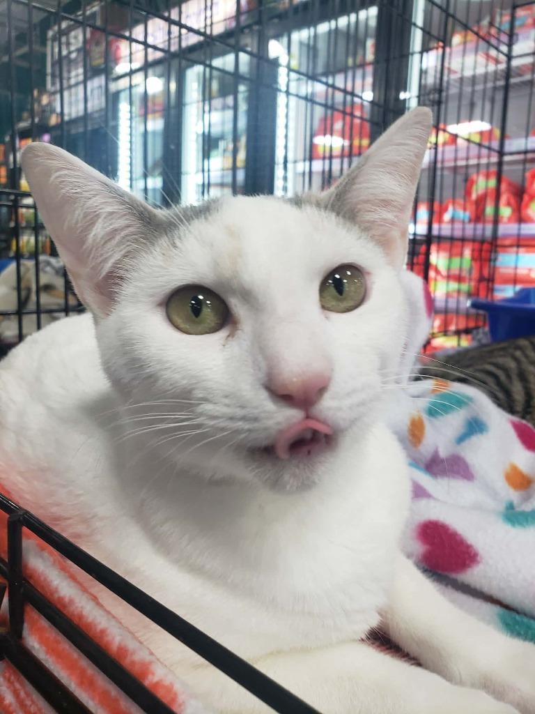 Lula, Adoptable, Young Female Domestic Short Hair.
