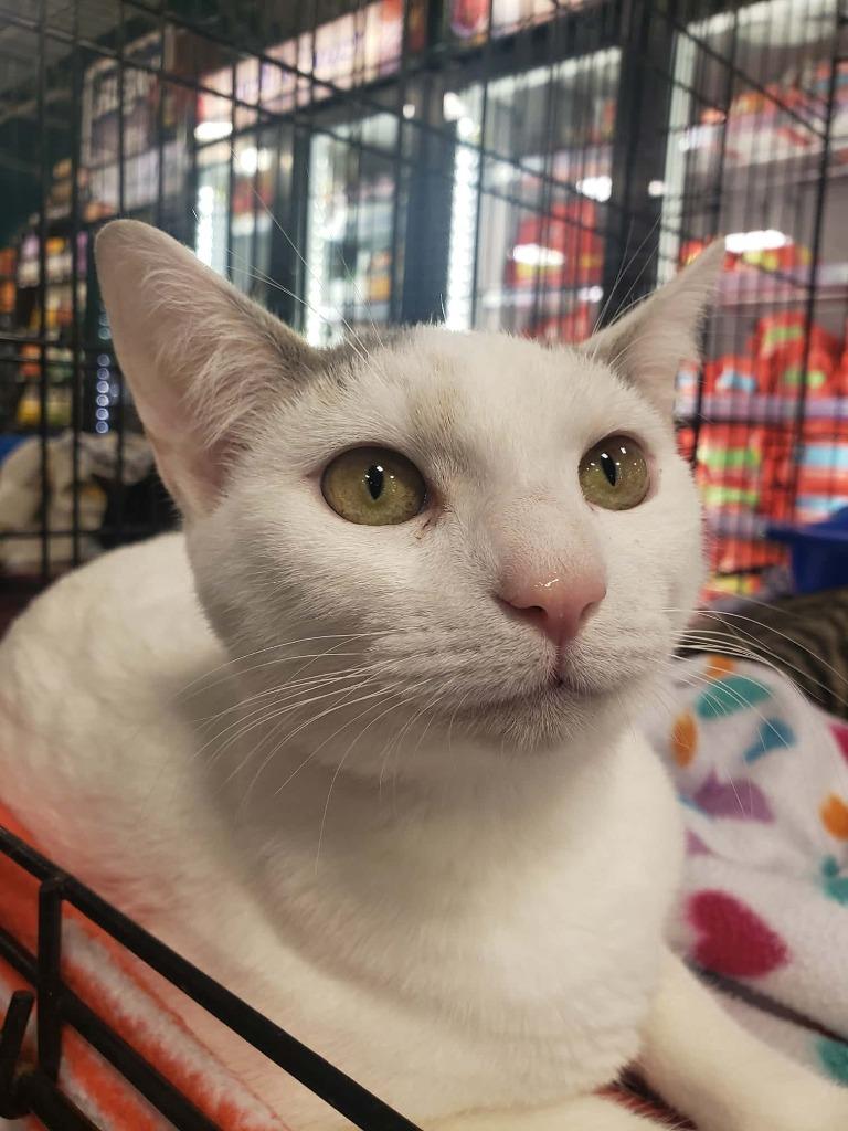 Lula, a Adoptable mixed breed in Buford, GA image 6/6