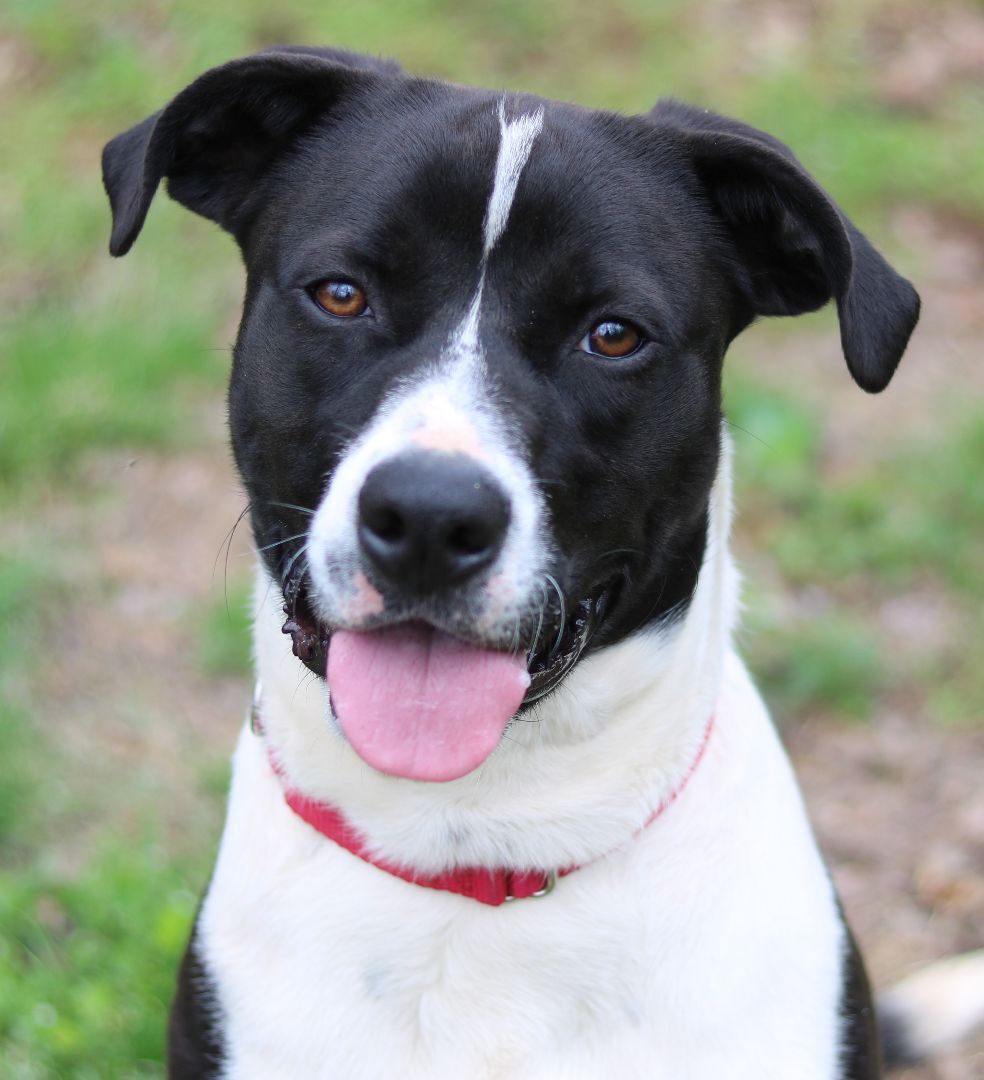 Murray, Adoptable, Adult Male Labrador Retriever & Pit Bull Terrier.