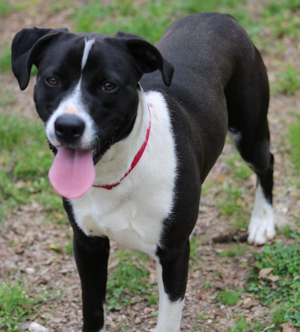 Enlarge Murray, a Adoptable mixed breed in Cedartown, GA image 2/5