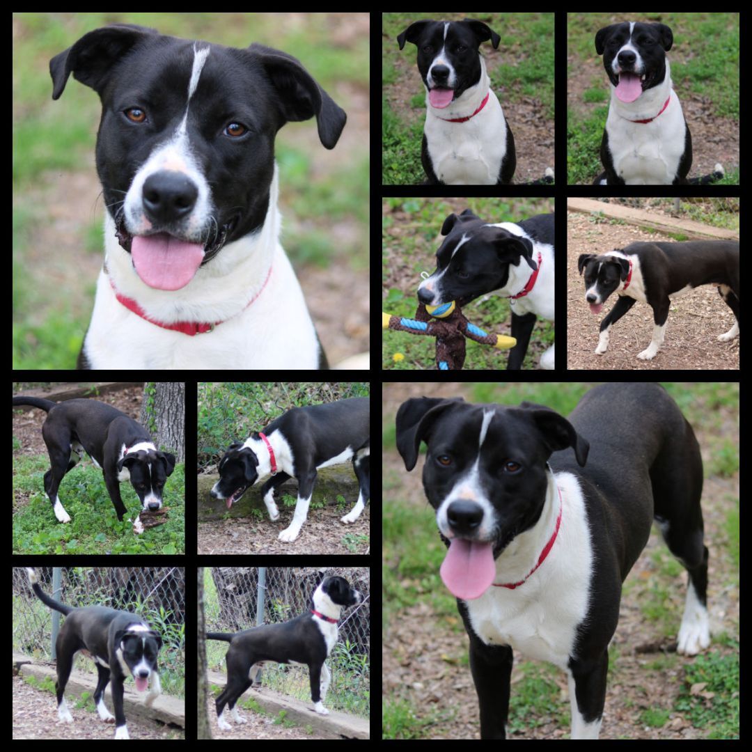 Enlarge Murray, a Adoptable mixed breed in Cedartown, GA image 3/5