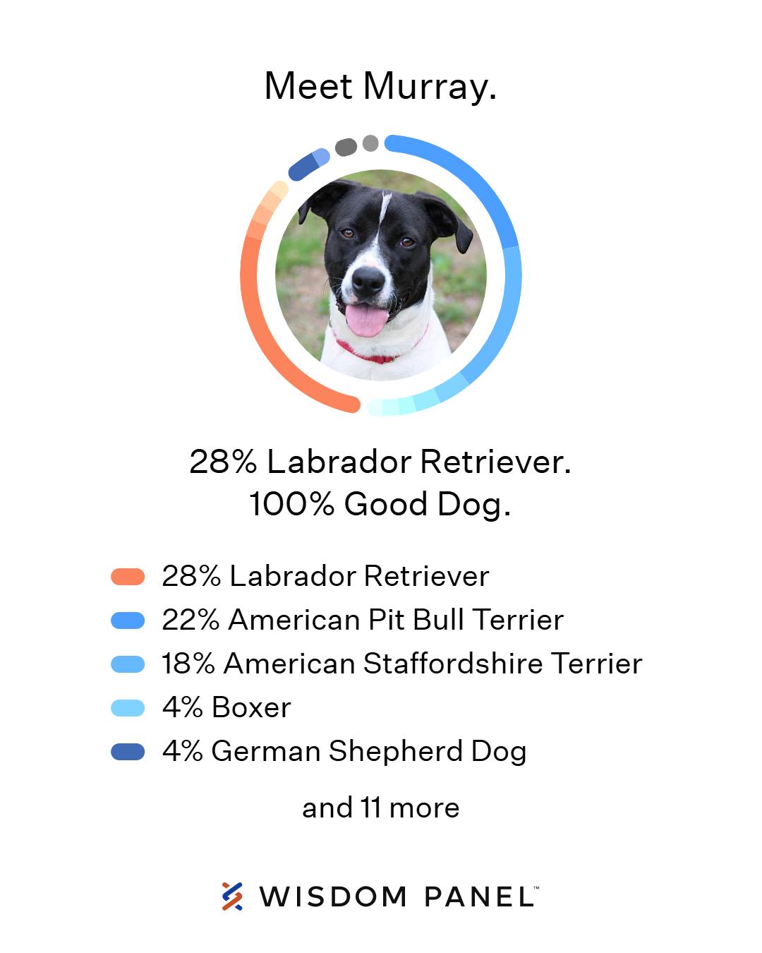 Enlarge Murray, a Adoptable mixed breed in Cedartown, GA image 4/5
