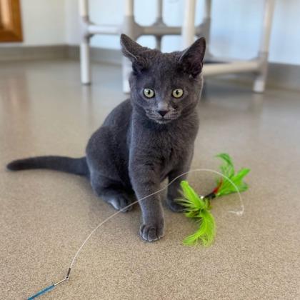 Nick, Adoptable, Kitten Male Domestic Short Hair & Domestic Short Hair.