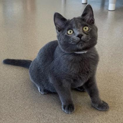 Enlarge Nick, a Adoptable mixed breed in Traverse City, MI image 2/3