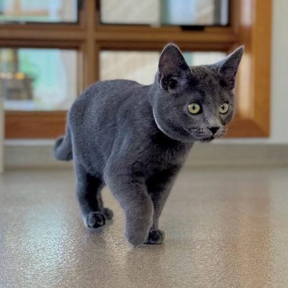 Enlarge Nick, a Adoptable mixed breed in Traverse City, MI image 3/3