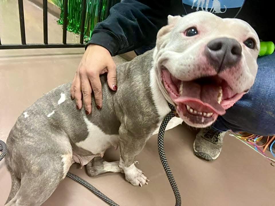 Inez, an adopted Pit Bull Terrier in Chicago, IL image 2/5